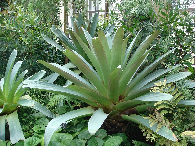 244 Longwood Gardens [2008 August 23].JPG - Longwood Gardens in Pennsylvania